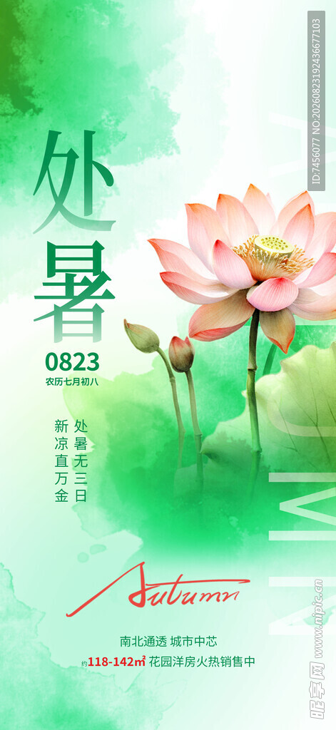 处暑时节荷花绽放