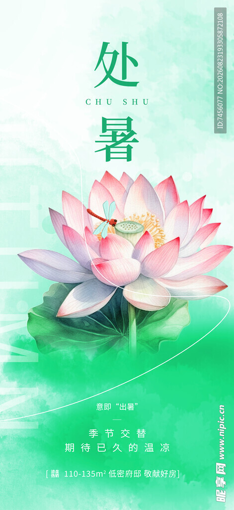 处暑时节绽放的美丽荷花