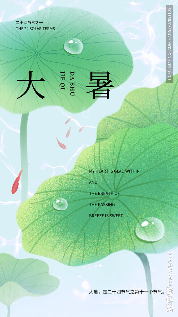 大暑时节荷叶与游鱼画面