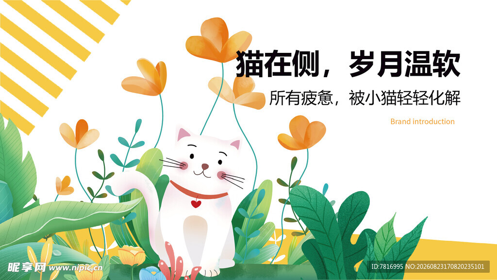 萌猫赏荷岁月温柔
