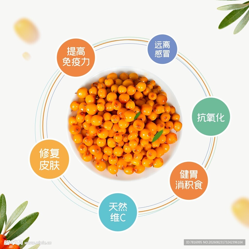 美味鹰嘴豆的多样营养