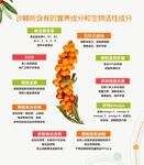 沙棘综合营养及生理活性简介