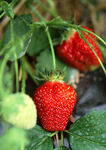新鲜草莓生长于绿叶间