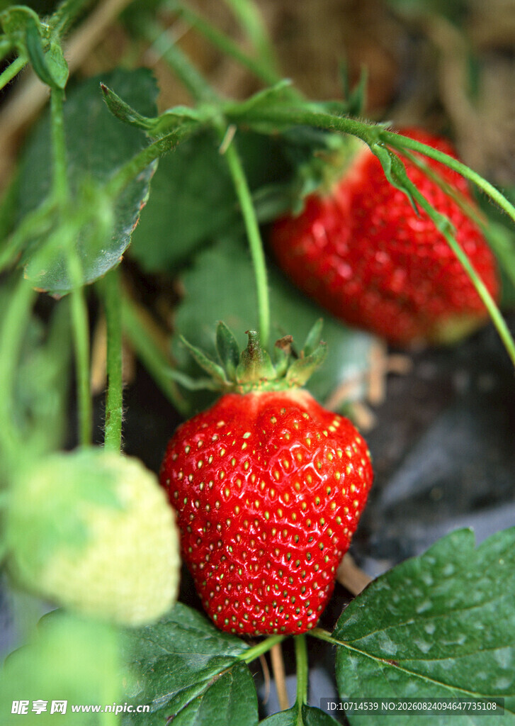 新鲜草莓生长于绿叶间