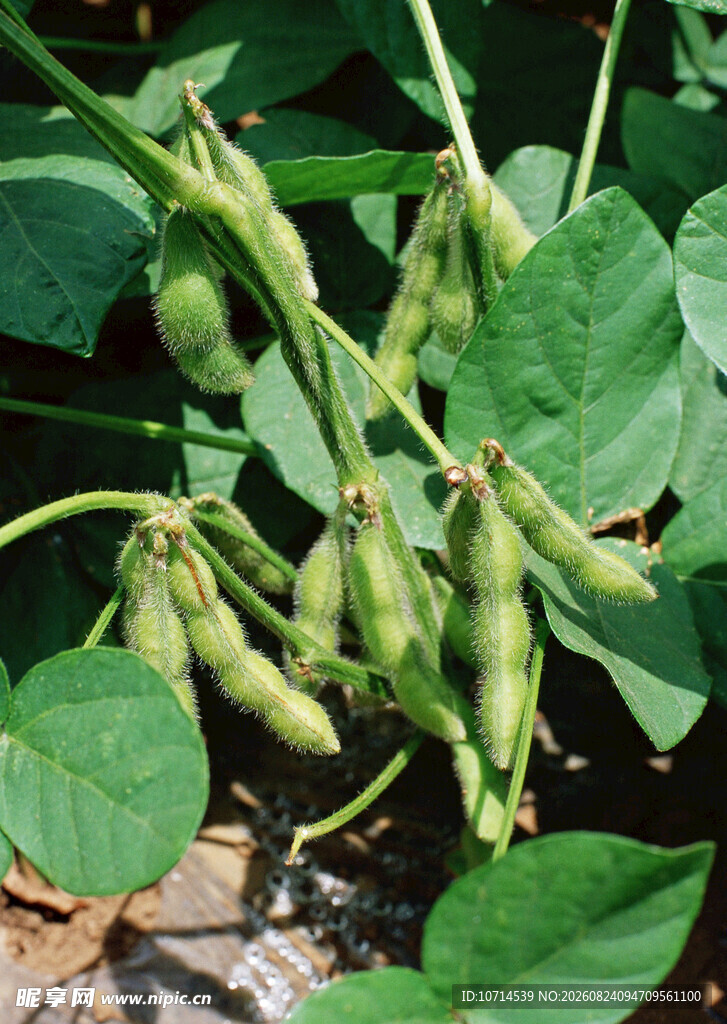 饱满毛豆挂于翠绿植株间