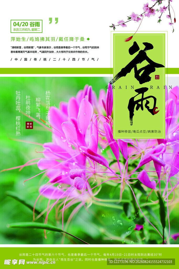 谷雨时节的娇艳花卉
