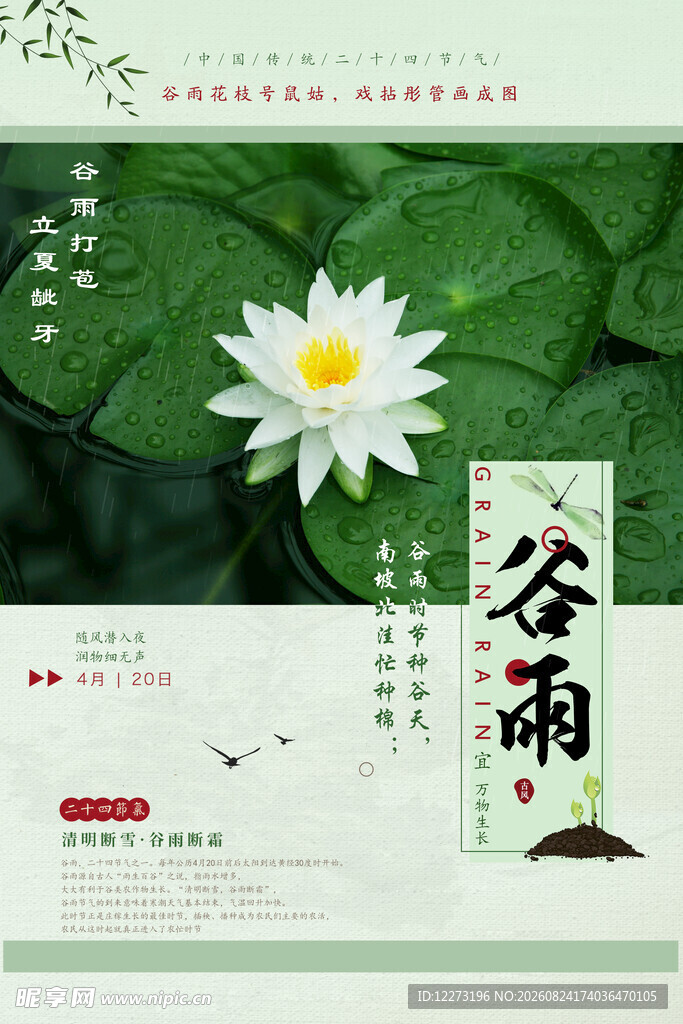 谷雨时节荷花绽放景象