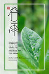 谷雨时节 