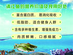 清江鱼