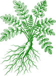 黄芪完整植株矢量素材