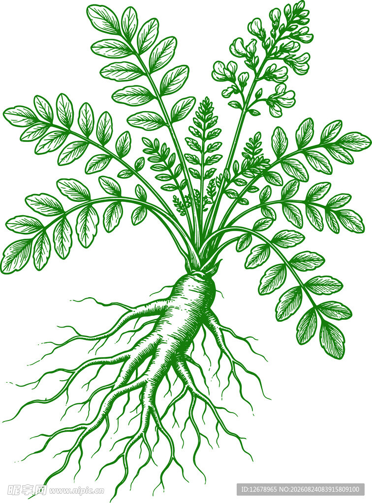 黄芪完整植株矢量素材