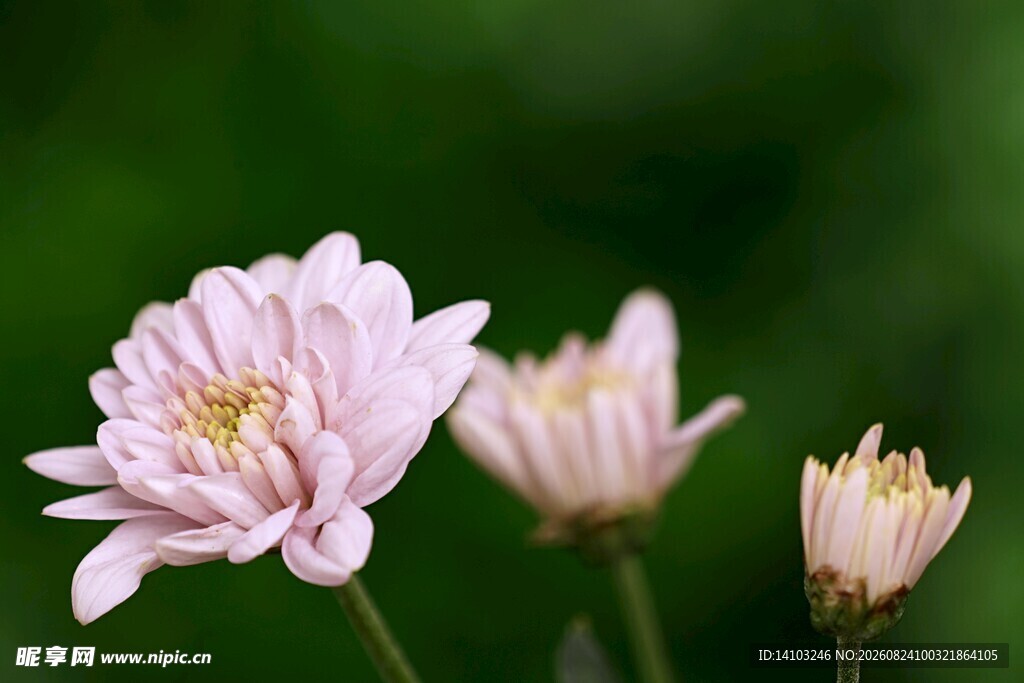 粉色娇美绽放小菊花