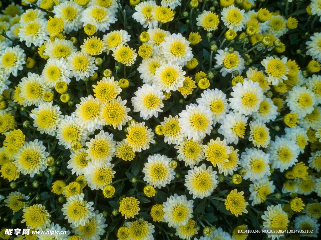 小雏菊绽放的美丽画面