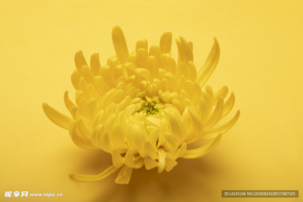 黄色菊花特写