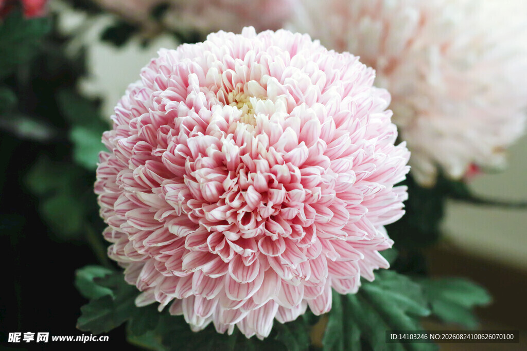 粉色蓬松菊花特写