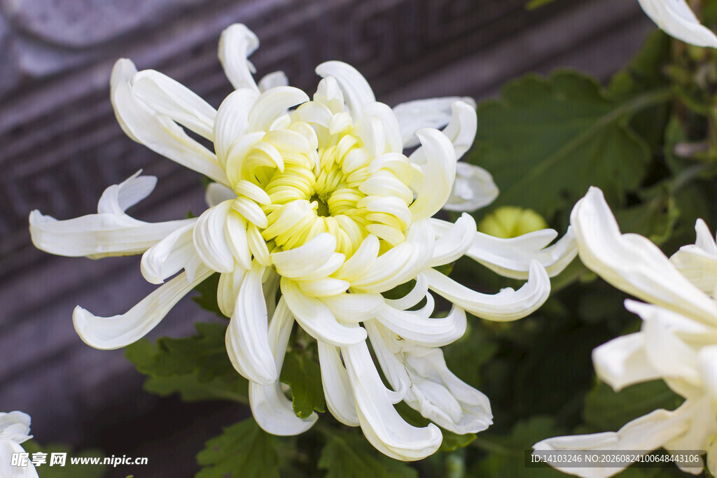 白色菊花特写