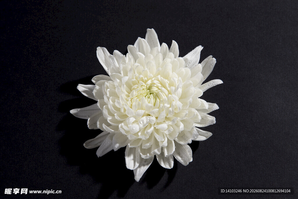 白色菊花特写