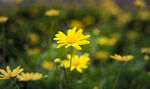 田野中的小雏菊