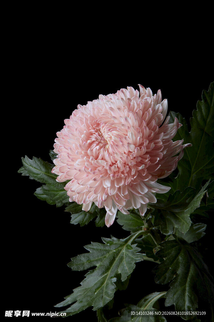 粉色菊花特写