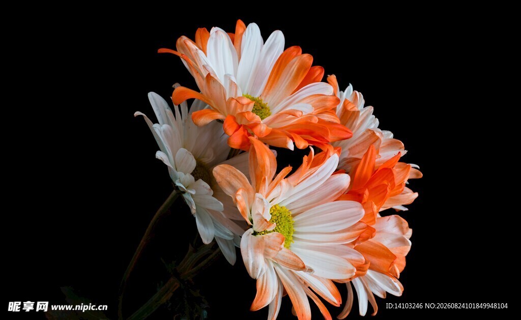 橙白菊花特写