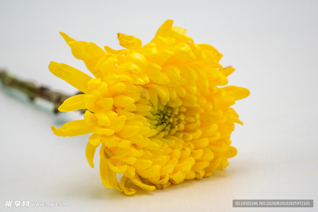 黄色菊花特写