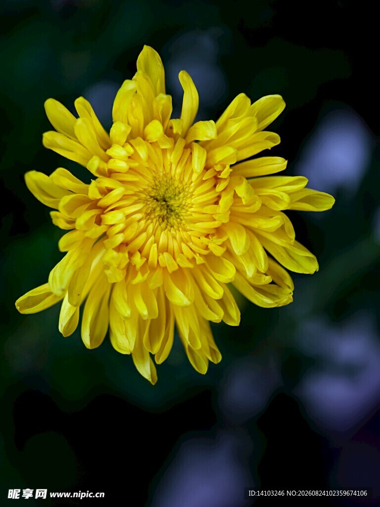 黄色菊花特写