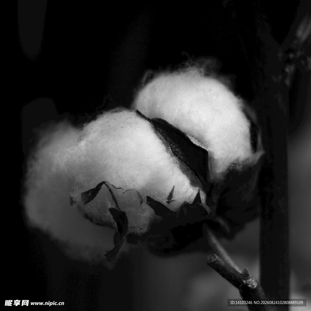黑白棉花特写