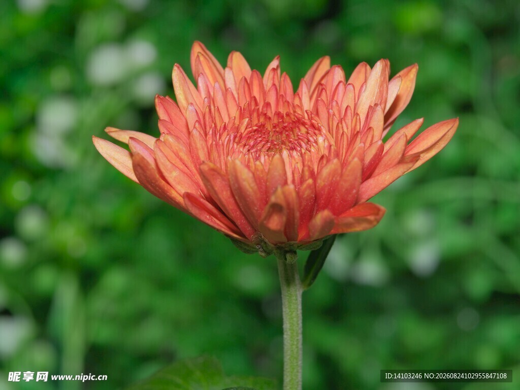 橙红色菊花特写