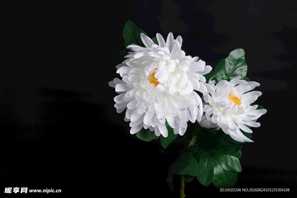 两朵白色菊花特写