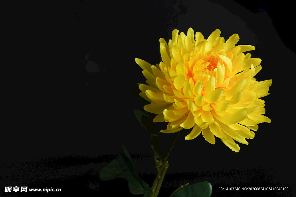黄色单朵菊花特写