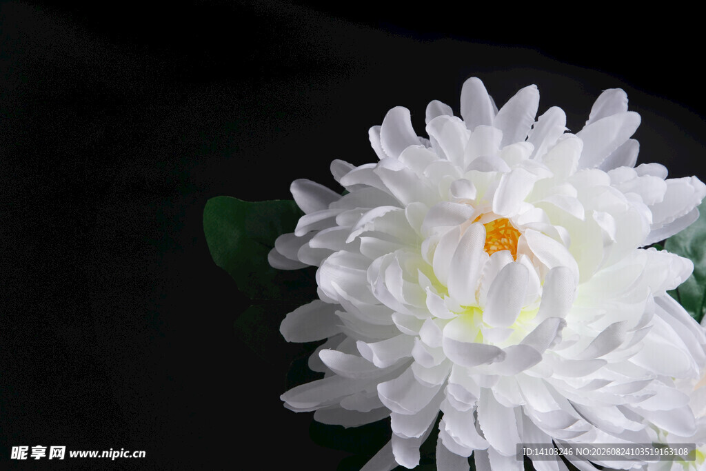 洁白绽放的美丽白菊花