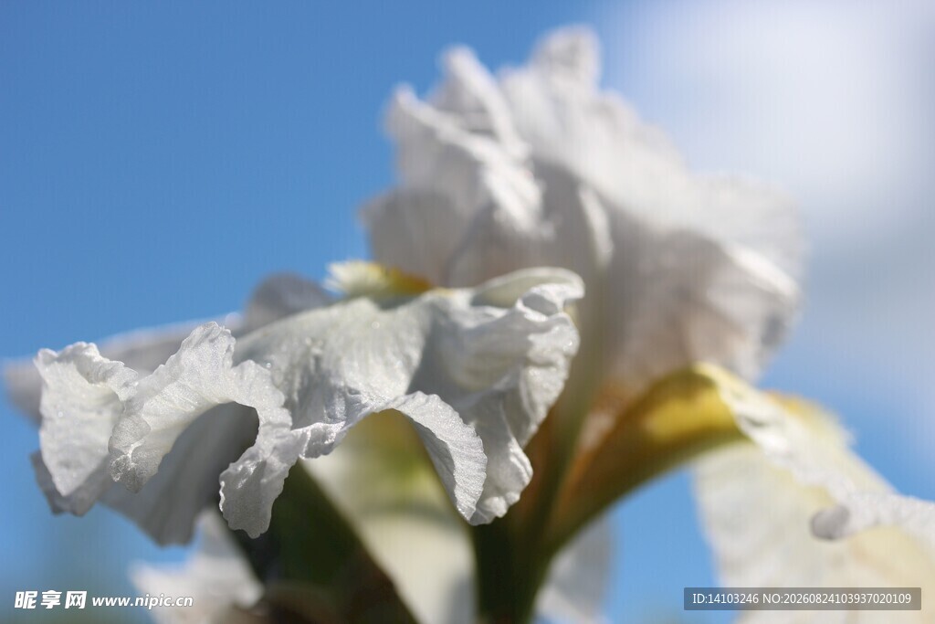 白色鸢尾花特写