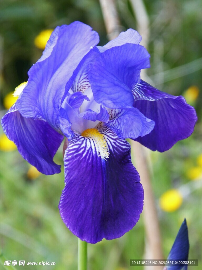 紫色鸢尾花特写