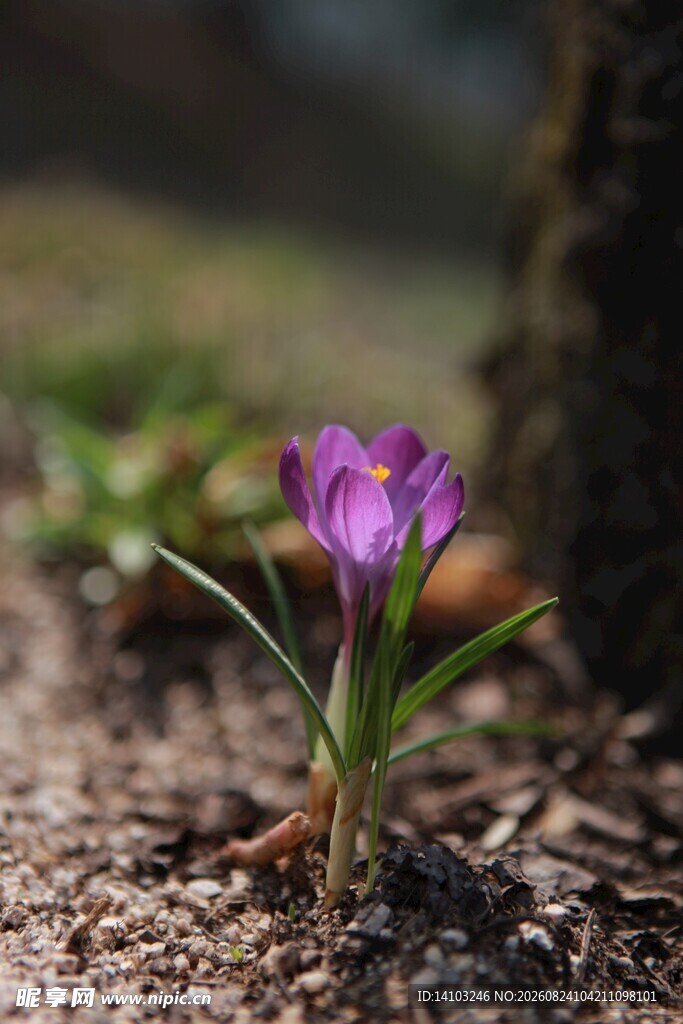 破土而出的紫色番红花