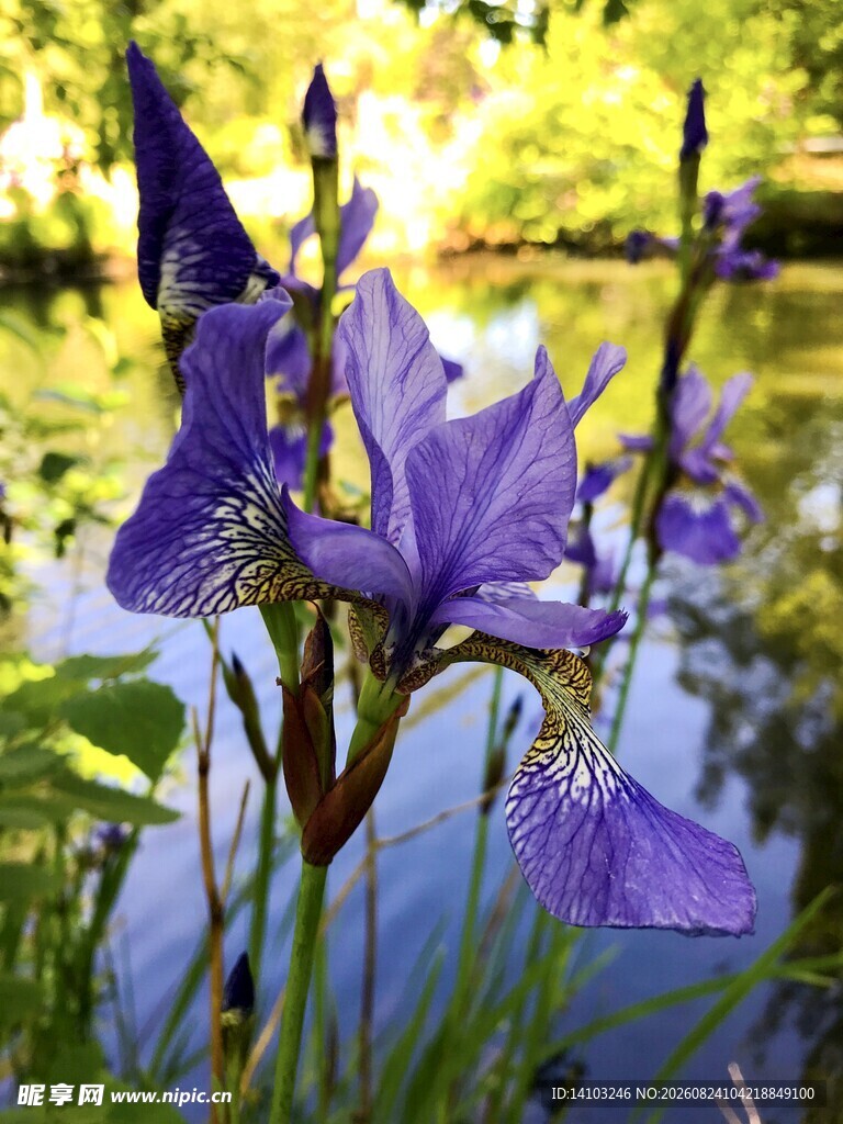 湖畔绽放的紫色鸢尾花