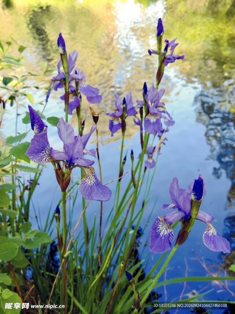 水边绽放的紫色鸢尾花