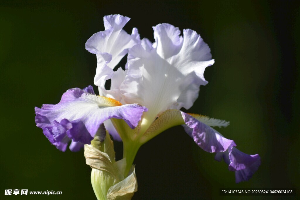 优雅鸢尾花绽放