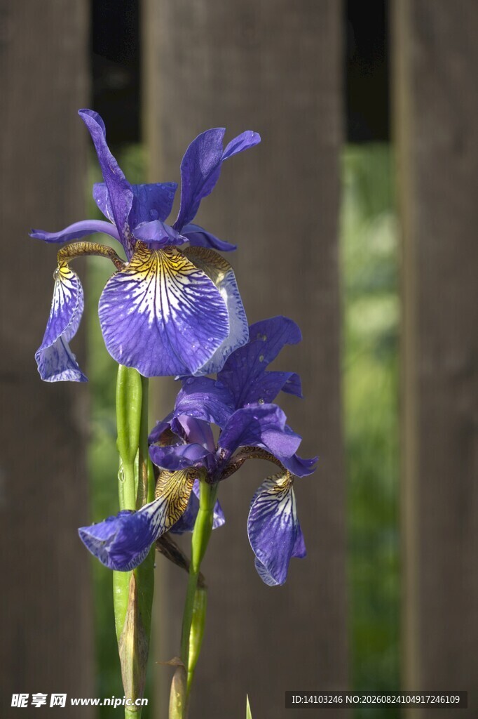 紫色鸢尾花绽放