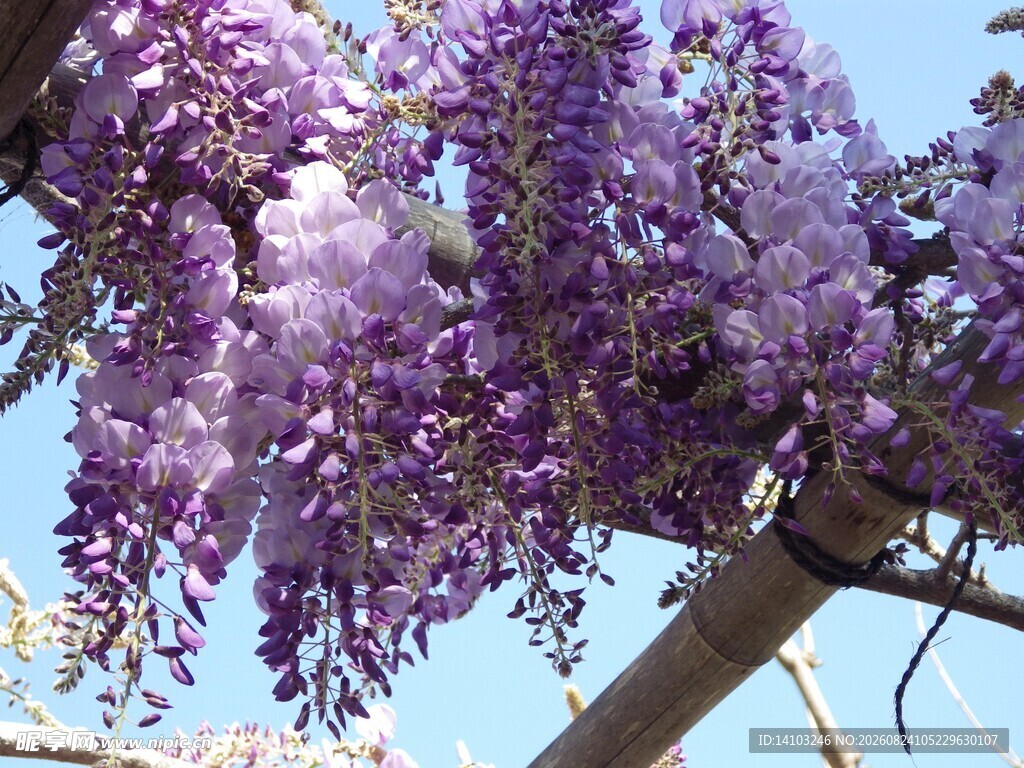 紫藤花绽放的美丽瞬间