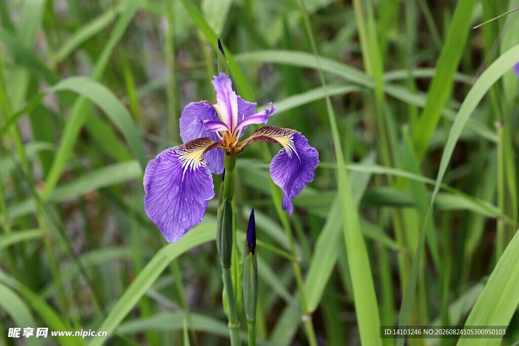 紫色鸢尾花绽放于草丛