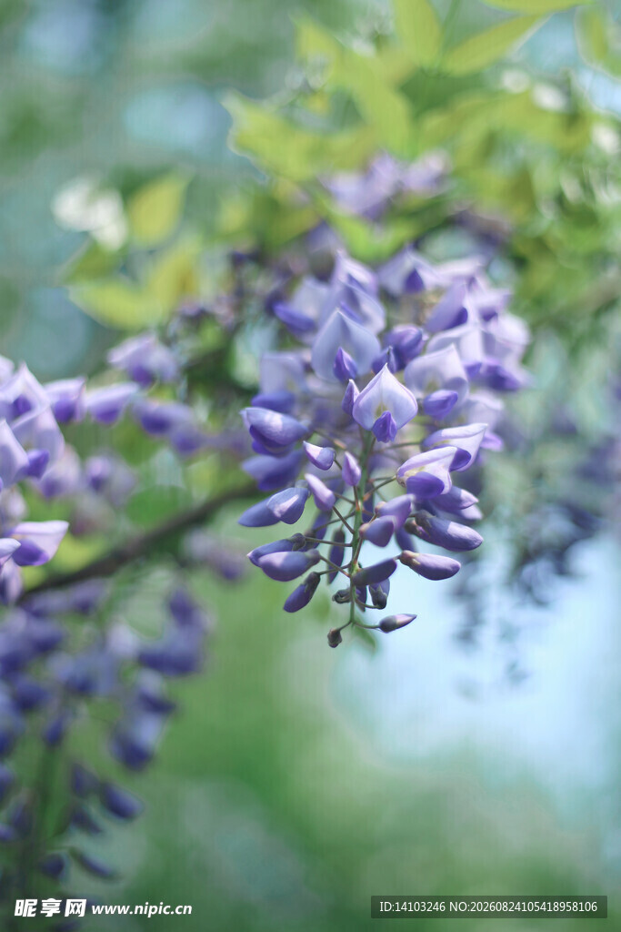 紫藤花垂枝绽放