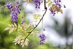紫藤花