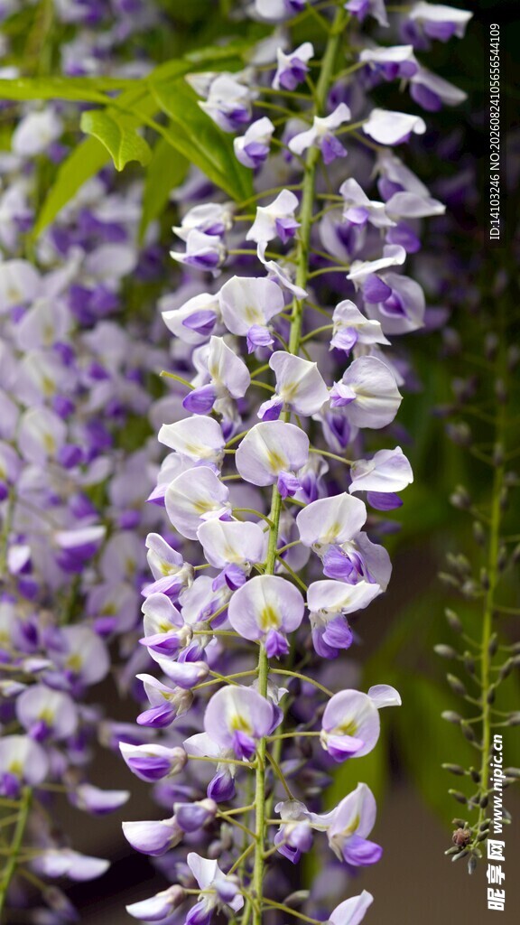 垂坠紫白紫藤花特写