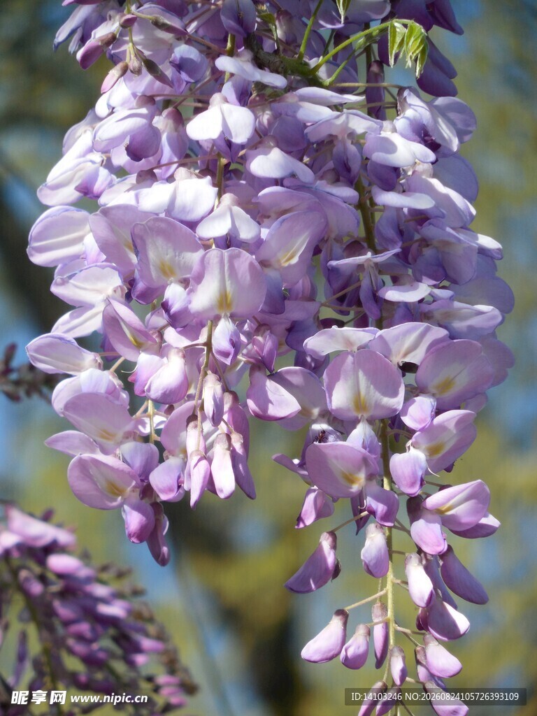 垂挂的浪漫紫藤花