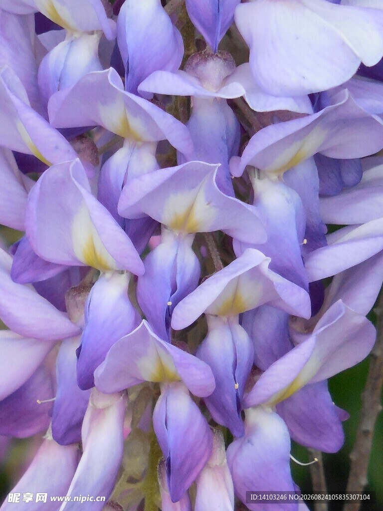 浪漫紫藤花绽放