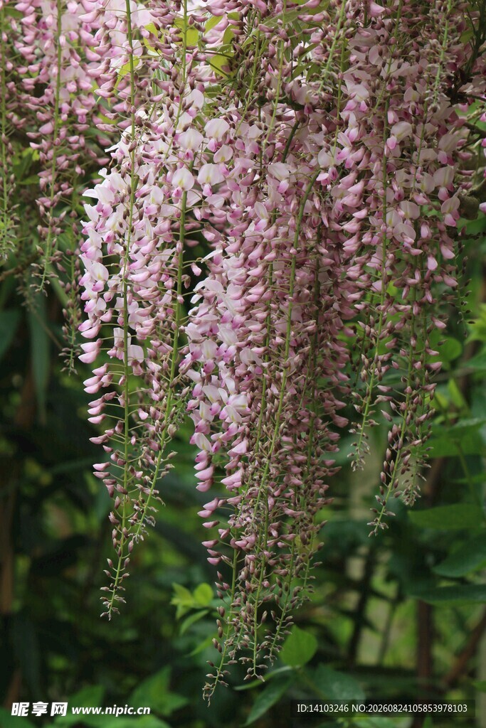 紫藤花