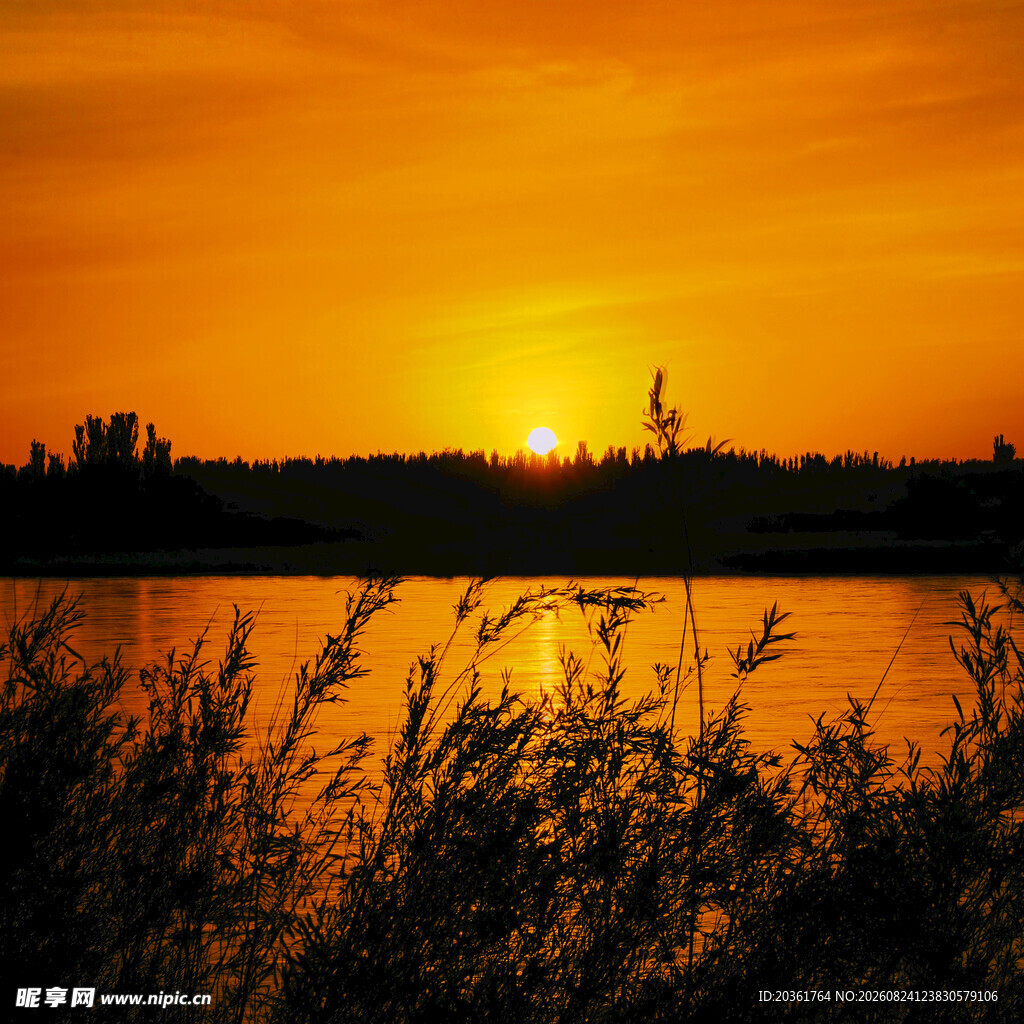 夕阳下的湖畔芦苇美景