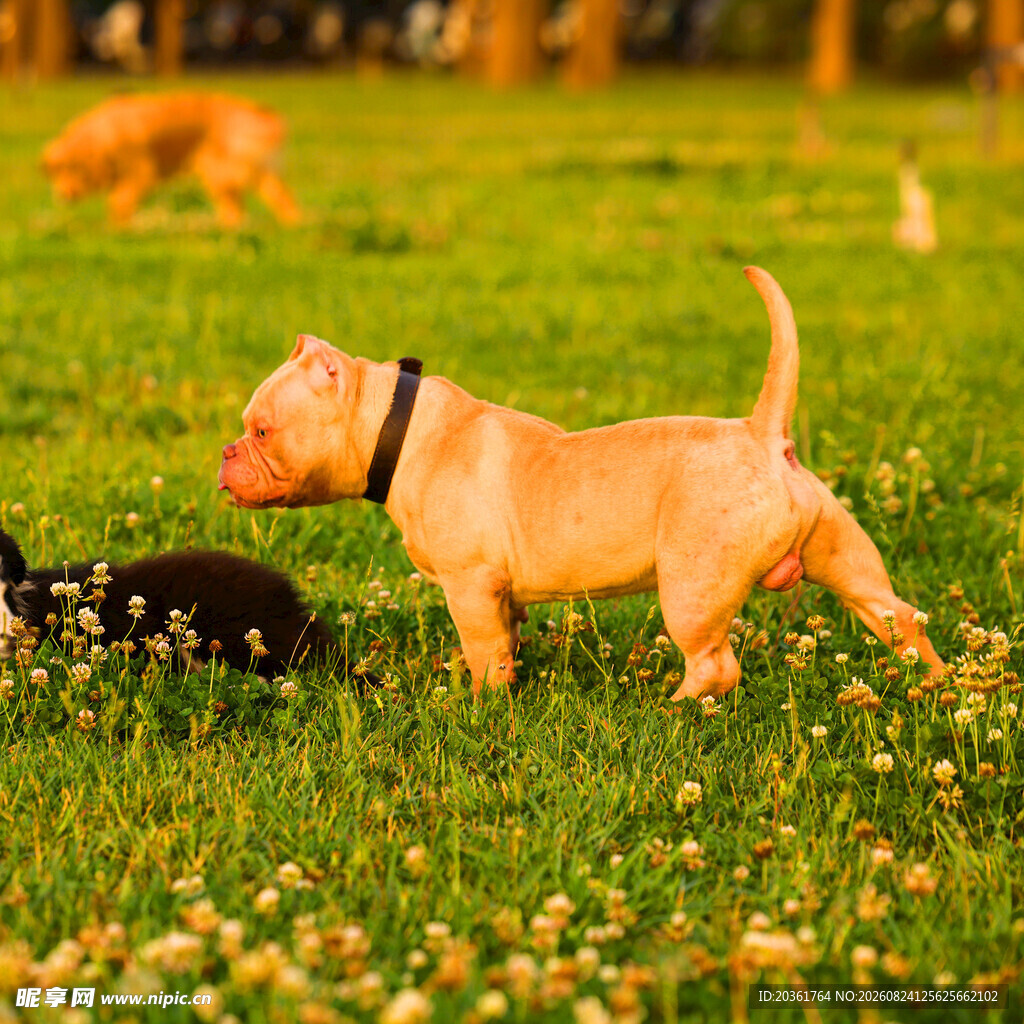 草地上玩耍的可爱狗狗