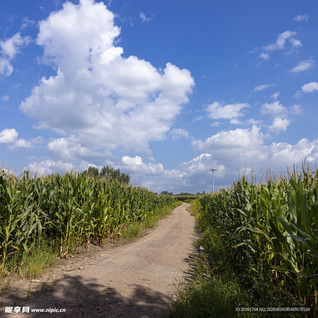 乡间玉米田中的土路风景