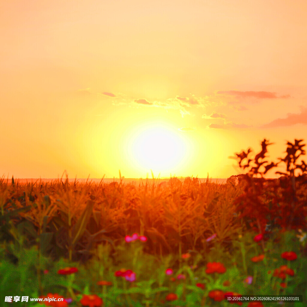 夕阳下的花海美景